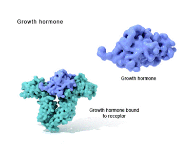 Hormon tăng trưởng HGH